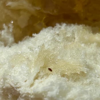 Balda İstenmeyen Misafir: Müşteri Şikayeti