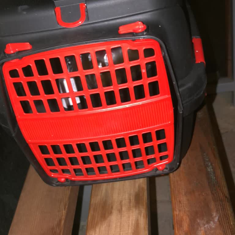 Lüks Artvin Seyahat Evcil Hayvanım Otobüste Kayboldu: Sorumluluk Alınmadı