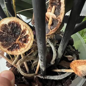 Hastalıklı Orkide: Çiçek Sepeti'nden Hayal Kırıklığı