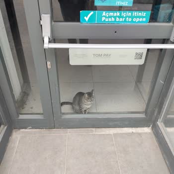 A101 Şubesinde Hijyen Skandalı: Sokak Kedisi İçeride Kalıyor!