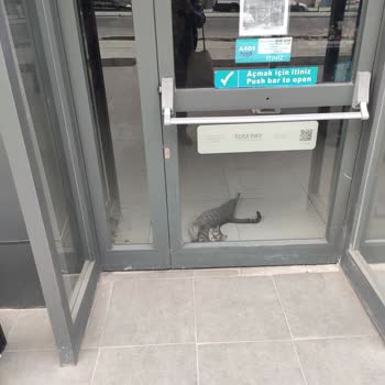 A101 Şubesinde Hijyen Skandalı: Sokak Kedisi İçeride Kalıyor!