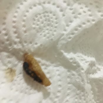 Dondurma Külahında Kurt Şoku