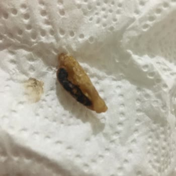 Dondurma Külahında Kurt Şoku