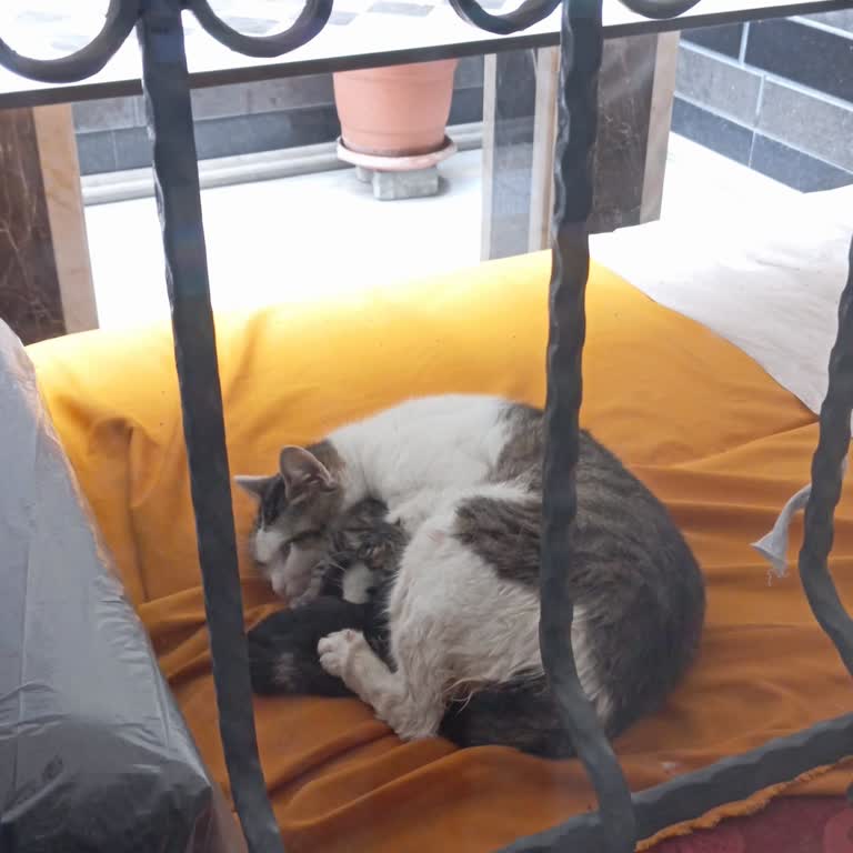 Sultangazi Belediyesi'nin Yetersiz Müşteri Hizmeti Ve Kedi Sorunu