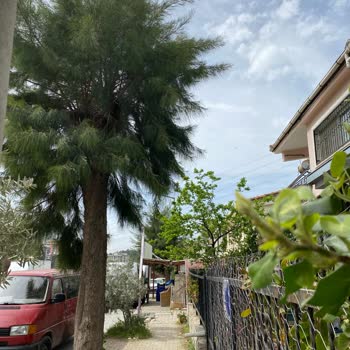 Alerji Ve Astım Tehlikesi: Çam Ağacı Dalları Evimize Geliyor