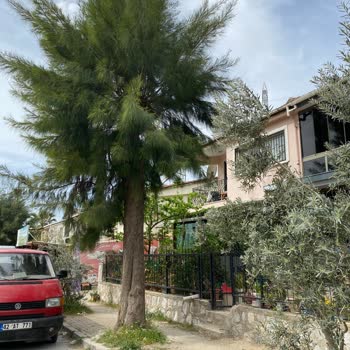 Alerji Ve Astım Tehlikesi: Çam Ağacı Dalları Evimize Geliyor