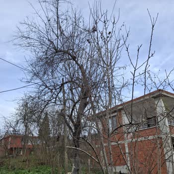 Tehlike Saçan Elektrik Direği Ve Çözülmeyen Voltaj Sorunu