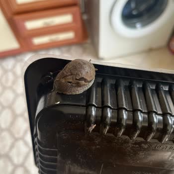 Siparişimde Devasa Sümüklü Böcek Şoku