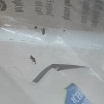 Şok Marketler Makarnadan Çıkan Böcekler Ve Kurtlar Şok Etti!