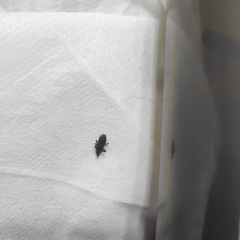 Şarap Şişesinde Böcek Şoku