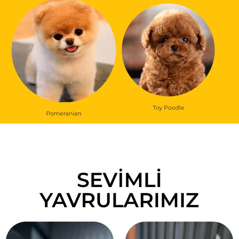 Sevimliyavrular.com.tr Yanıltıyor