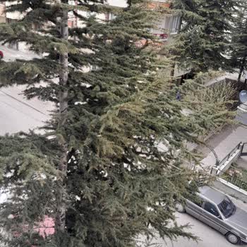 Keçiören Belediyesi Çam Ağacı Tehlikesi ve Belediyenin İlgisizliği