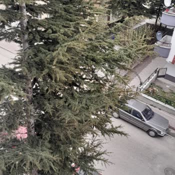 Keçiören Belediyesi Çam Ağacı Tehlikesi ve Belediyenin İlgisizliği