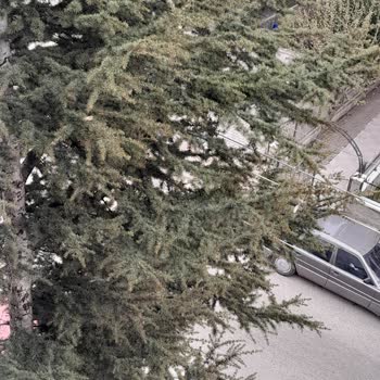 Keçiören Belediyesi Çam Ağacı Tehlikesi ve Belediyenin İlgisizliği