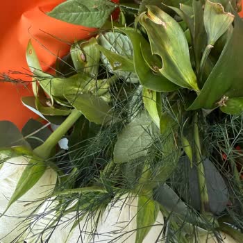 Taze Çiçek | Tazecicek.com Solmuş Ve Çürük Çiçekler: Hayal Kırıklığı