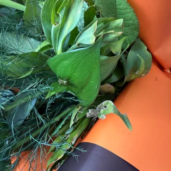 Taze Çiçek | Tazecicek.com Solmuş Ve Çürük Çiçekler: Hayal Kırıklığı