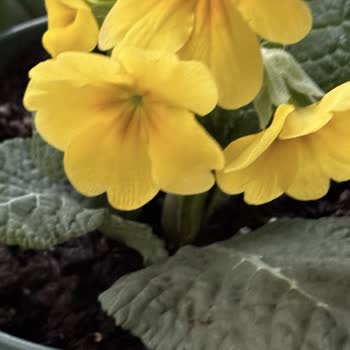 Çürük Ürünler Ve Eksik Teslimat Sonrası Müşteri Hizmetleri Sorunu