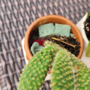 Çiçek Sepeti Teslimat Sorunu Ve İletişim Eksikliği