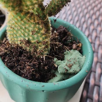 Çiçek Sepeti Teslimat Sorunu Ve İletişim Eksikliği