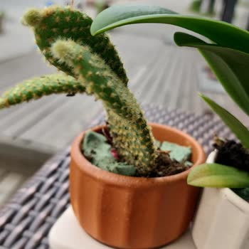 Çiçek Sepeti Teslimat Sorunu Ve İletişim Eksikliği