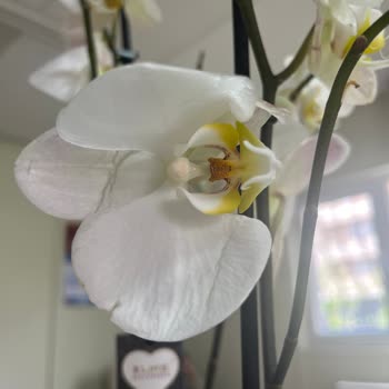 Çiçek Sepeti Hayal Kırıklığı Yaratan Orkide Siparişi