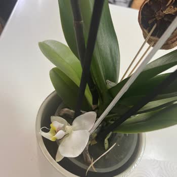 Çiçek Sepeti Hayal Kırıklığı Yaratan Orkide Siparişi