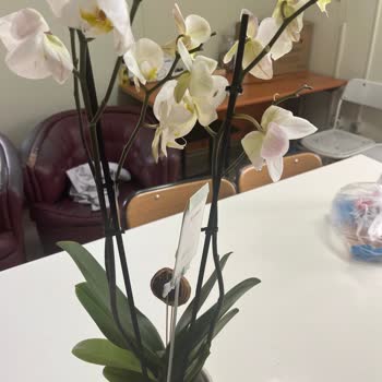 Çiçek Sepeti Hayal Kırıklığı Yaratan Orkide Siparişi