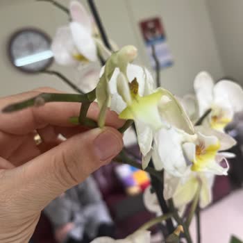 Çiçek Sepeti Hayal Kırıklığı Yaratan Orkide Siparişi