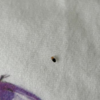 Tahta Kurusu Kabusu: Yolculukta Böcek İstilası