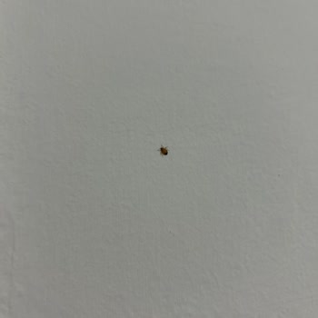 Tahta Kurusu Kabusu: Yolculukta Böcek İstilası