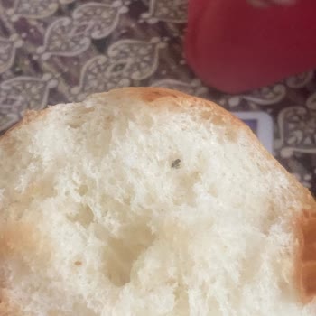 BİM'den Alınan Poğaçanın İçinden Sinek Çıktı