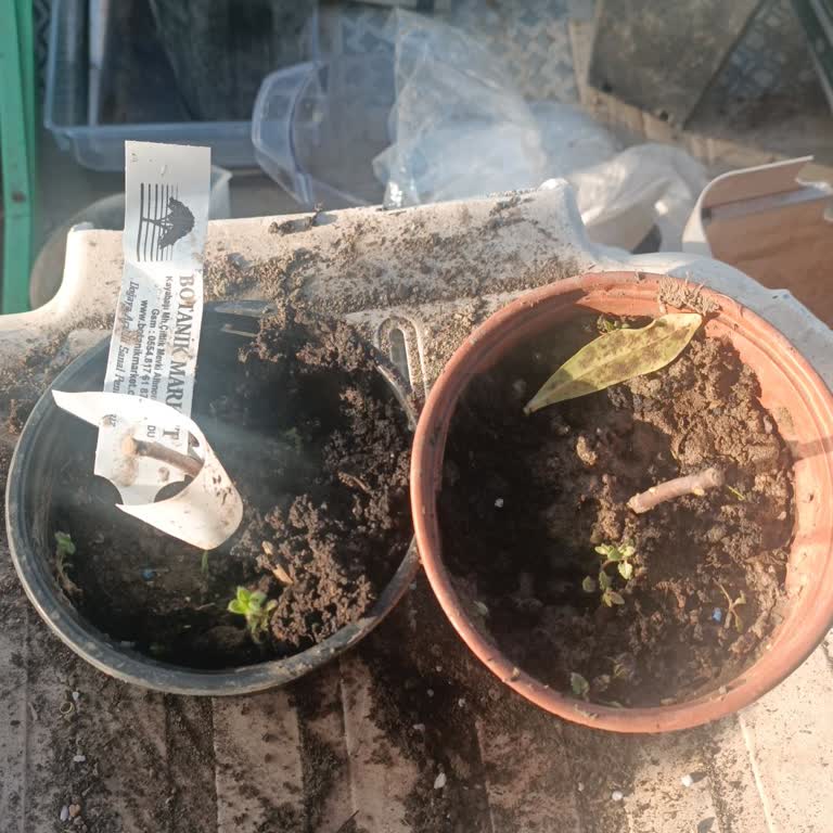 Aldığım Kafkas Gülleri Beklentilerimi Karşılamadı