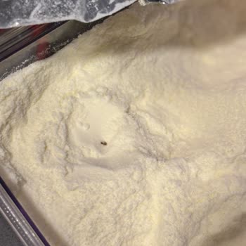 Bebek Mamasında Böcek Şoku