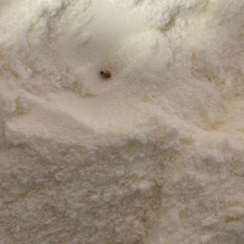 Bebek Mamasında Böcek Şoku