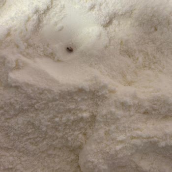 Bebek Mamasında Böcek Şoku