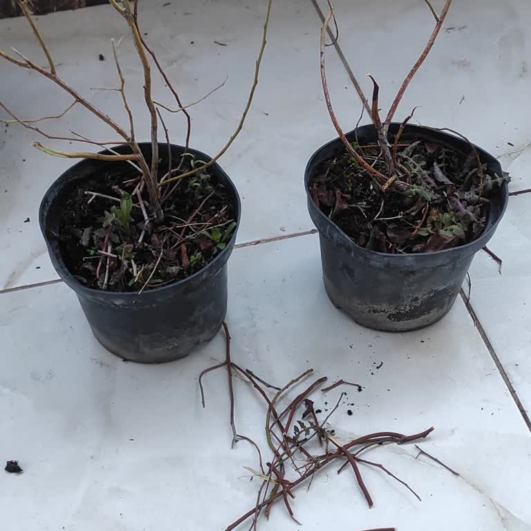 Kurumuş Fidanlar Ve İletişim Sorunu