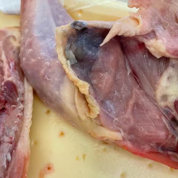 Bolez Piliç'te Soğuk Zincir Problemi: Tavuklar Kokuyor Ve Siyah