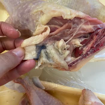 Bolez Piliç'te Soğuk Zincir Problemi: Tavuklar Kokuyor Ve Siyah