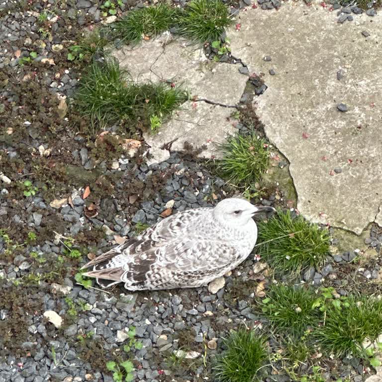 İstanbul Büyükşehir Belediyesi Yaralı Martı İçin Acil Yardım Çağrısı