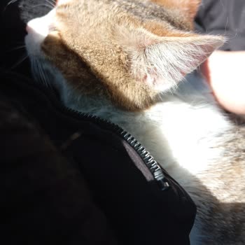 Veterinerlik Hizmetinde Yetersizlik Ve İlgisizlik