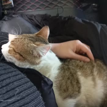 Veterinerlik Hizmetinde Yetersizlik Ve İlgisizlik