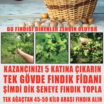 Fest Danışmanlık Ve Depolama Şikayeti