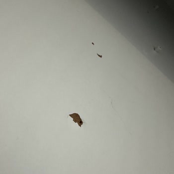 Tamamlanmayan Tadilat Ve Kayıp Ustalar