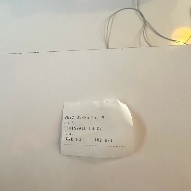 Levent Koala Veteriner Kliniği'nde İhmal Ve Yetersiz Müdahale!