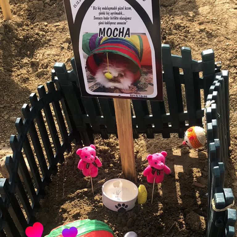 İstanbul Veteriner Kliniği Veteriner Hatasıyla Kaybedilen Can Dostumuz!