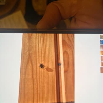 Böceklerle Dolu Oda Kabusu