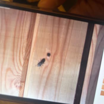 Böceklerle Dolu Oda Kabusu