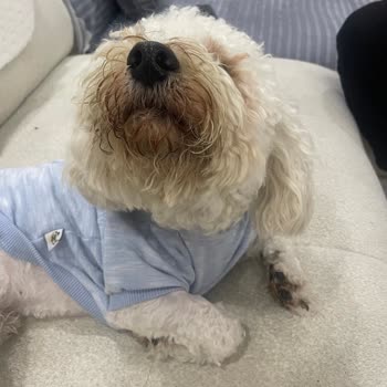 Vetkent Veteriner Kliniği Tıraş Fiyaskosu