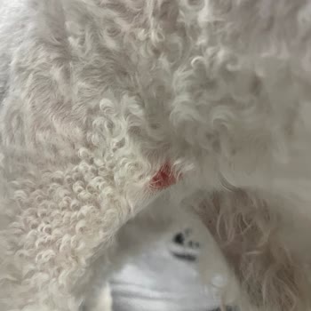 Vetkent Veteriner Kliniği Tıraş Fiyaskosu