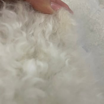 Vetkent Veteriner Kliniği Tıraş Fiyaskosu